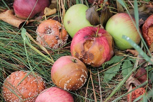 how to store apples - bad