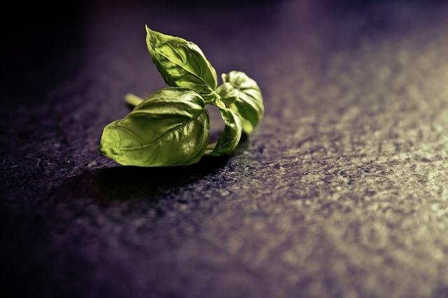 how to store basil - bad