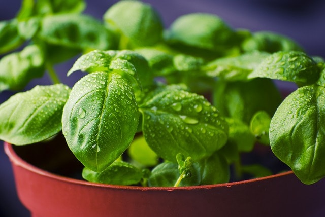 how to store basil - fresh