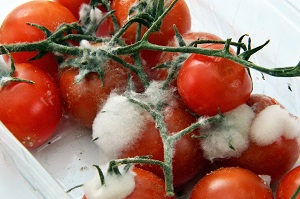 how to store tomatoes - gone bad