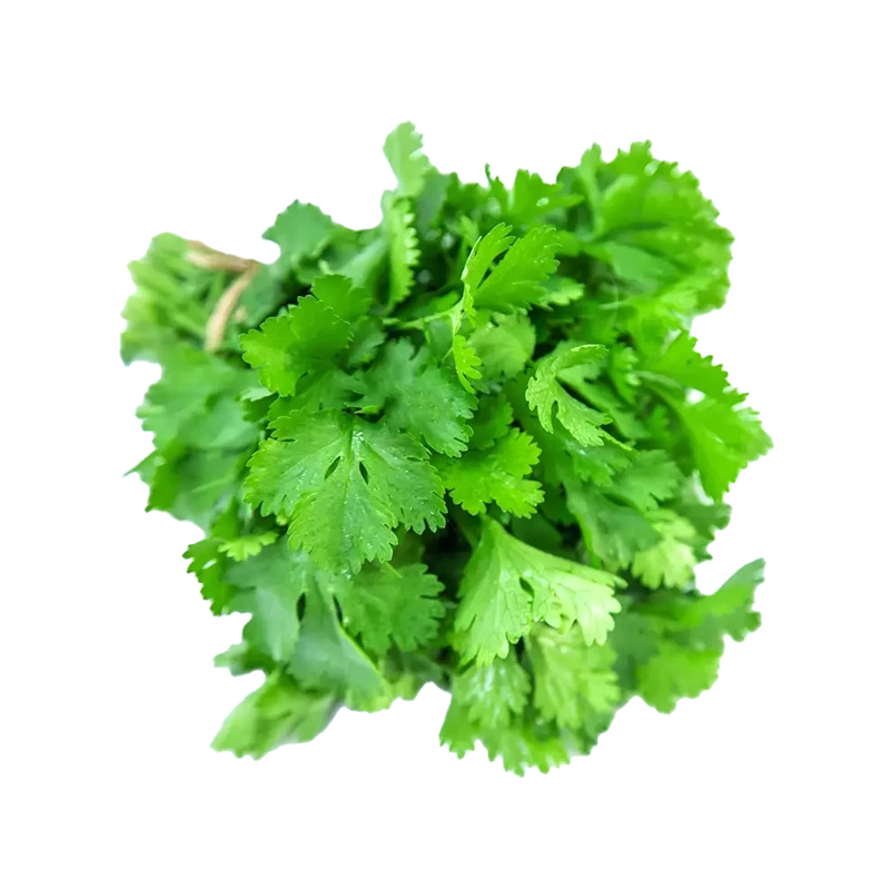 cilantro