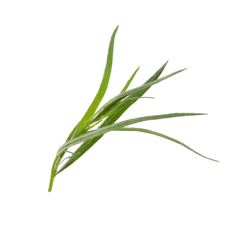 fresh tarragon