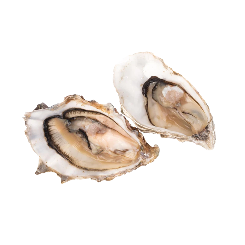 oysters